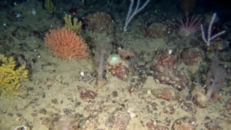 Deep-Sea World Thrives Under Newfoundland's Coast