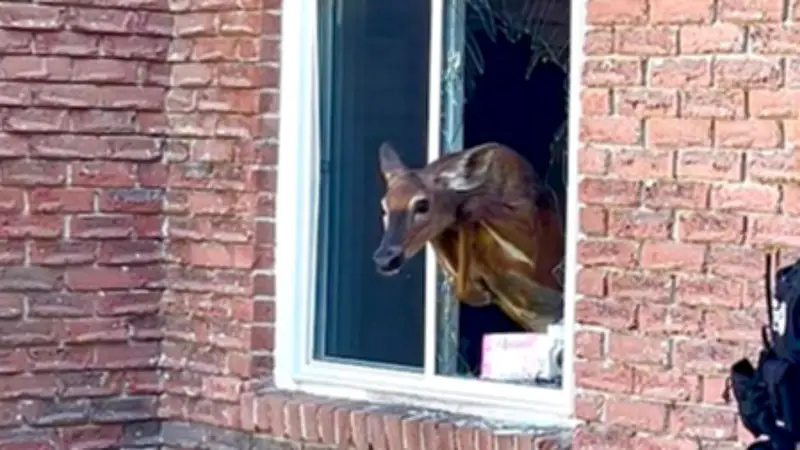 Deer Crashes Through Grey County Woman's Bedroom Window in Owen Sound