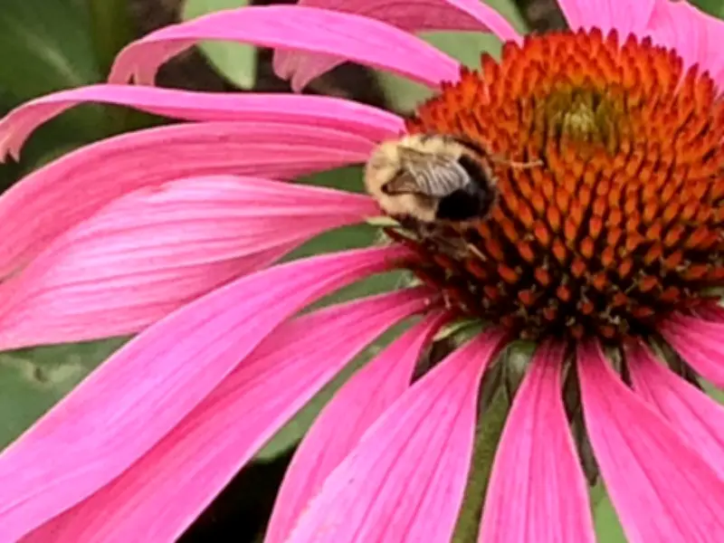 Designing a Minimalist Garden for Calgary's Tricky Zone 4a Climate