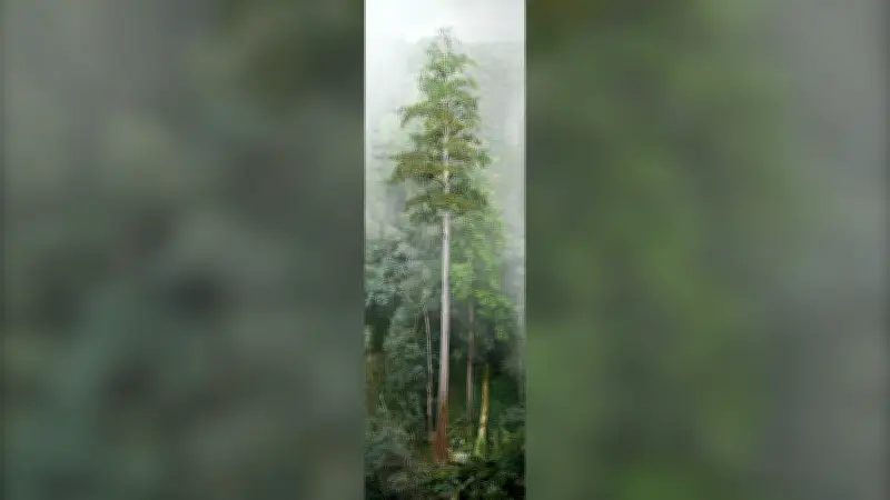 East Asia's Tallest Tree 'Heaven Sword' Stands as Environmental Guardian at 84.1 Meters