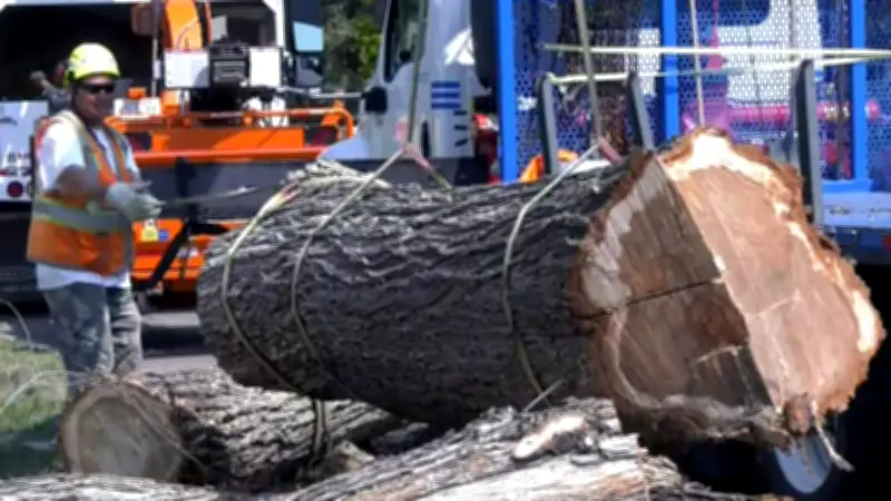 Edmonton Urges Campers to Discard Firewood to Stop Dutch Elm Disease Spread