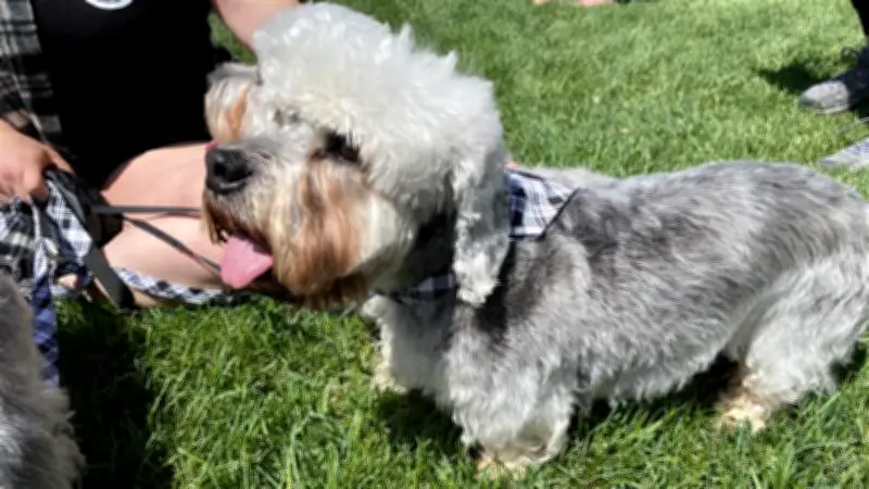 Endangered Dandie Dinmont Terriers Parade in Edmonton Park