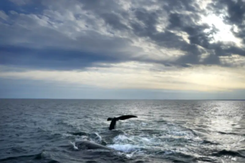 Endangered Right Whale Entangled in Gear Spotted Again in Gulf of St. Lawrence