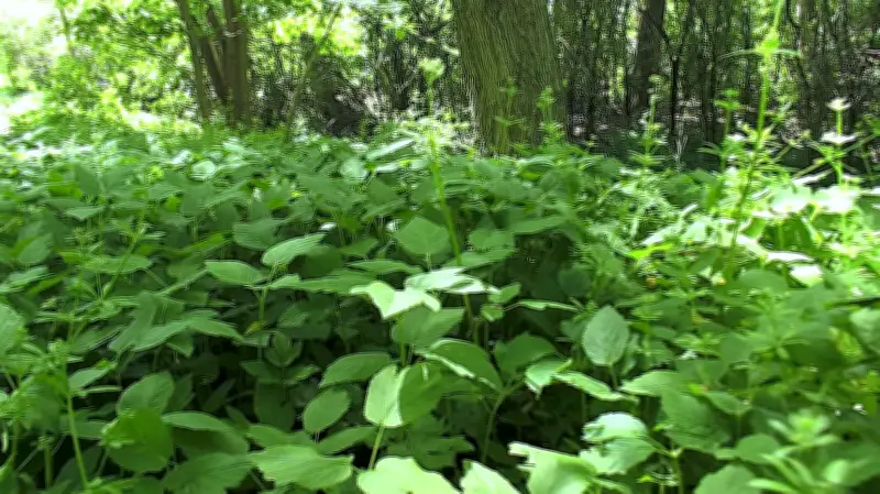 Escaped Garden Plants Threaten London's Environmentally Significant Areas