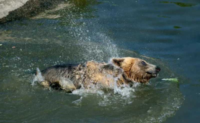 EU Nations Push to Weaken Bear Protection Laws Amidst Growing Conflicts