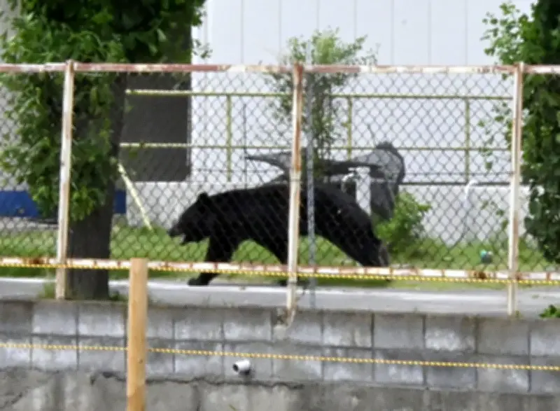 'Extremely Intelligent' Bear Wounds Four in Japan, Eludes Capture