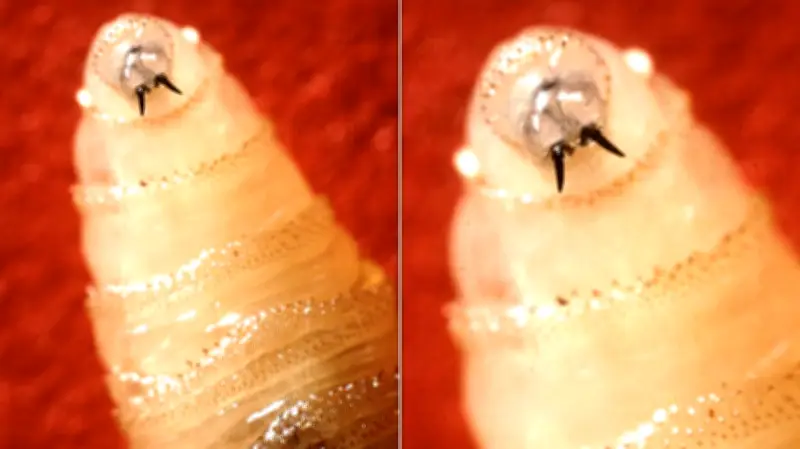 Flesh-Eating Screwworm Quarantine in Texas: What You Need to Know
