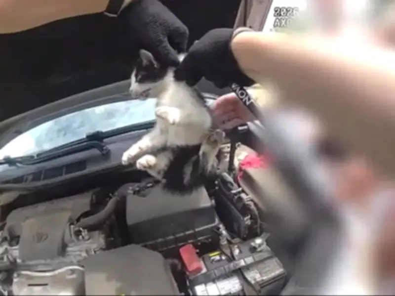 Georgia Police Rescue Kitten from Car Engine Using Drumstick