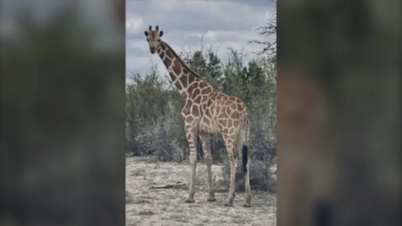 Giraffe named Gracie escapes in Texas, owner and authorities unable to find her