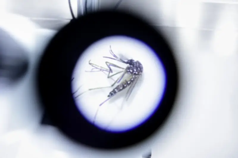 Google Plans to Release Millions of Lab-Grown Mosquitoes to Fight Disease