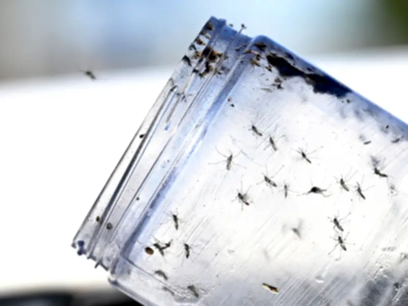 Google Seeks U.S. Approval to Release 32 Million 'Good' Mosquitoes