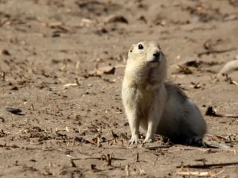 Gophers Blamed for Changes in Canada's Pesticide Laws