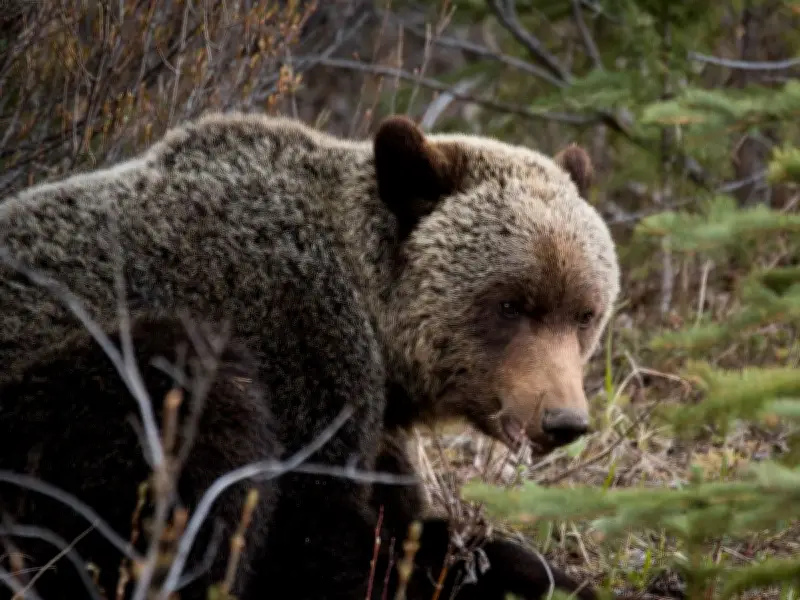Grizzly Bear Family Tears Into Tent at Kananaskis Campground, Warning Issued