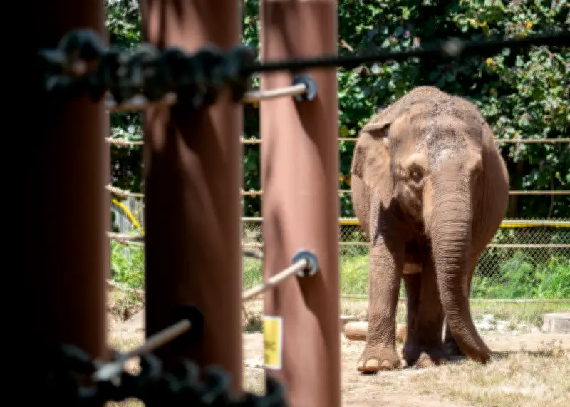 Hawaii Court to Decide if Animals Have Human Rights