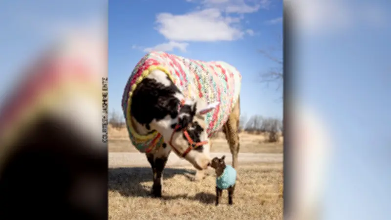 Hobby Farmer Crocheting Sweaters for Dairy Cow and Goat in Alberta