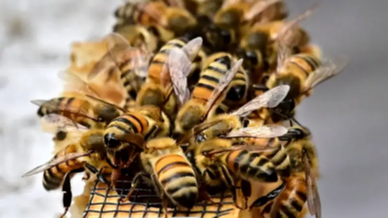 Honeybee Fever: Specialized Workers Heat Up to Build Queen's Home