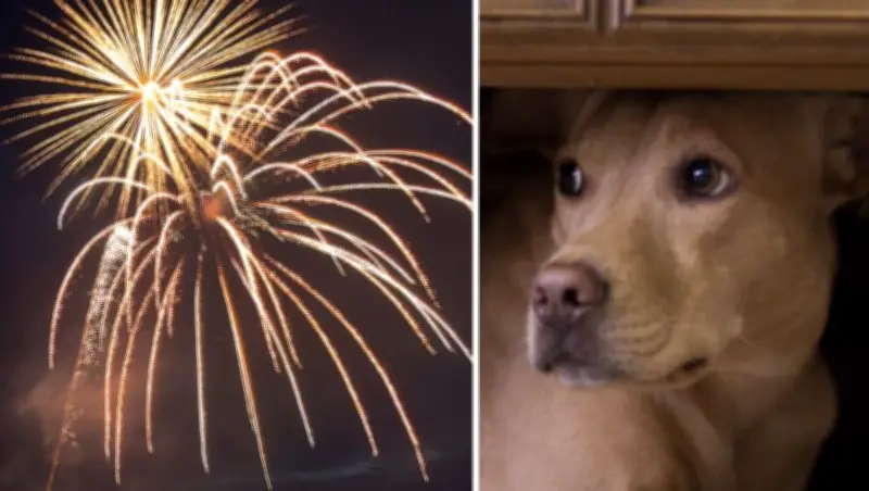 How to Calm Your Pets During Fireworks: Expert Tips for Canada Day