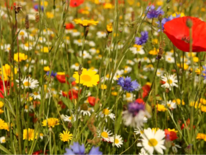 How to Create a Wildflower Garden Without Invasive Plants