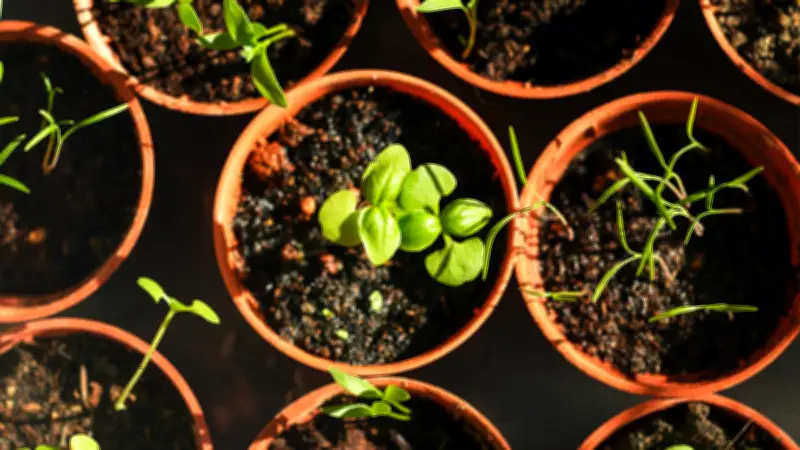 How to Harden Off Seedlings: A Guide to Outdoor Success