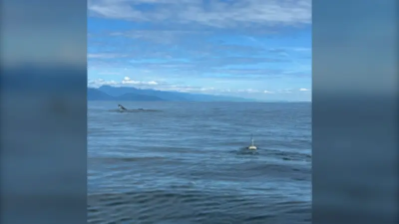 Humpback whale freed from fishing gear in complex rescue off Vancouver Island