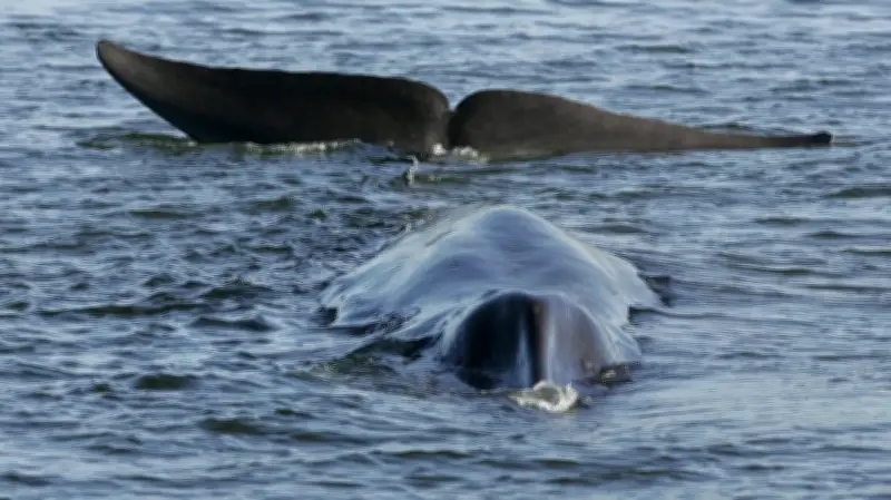 Iceland resuming commercial whaling kills first whales since 2023