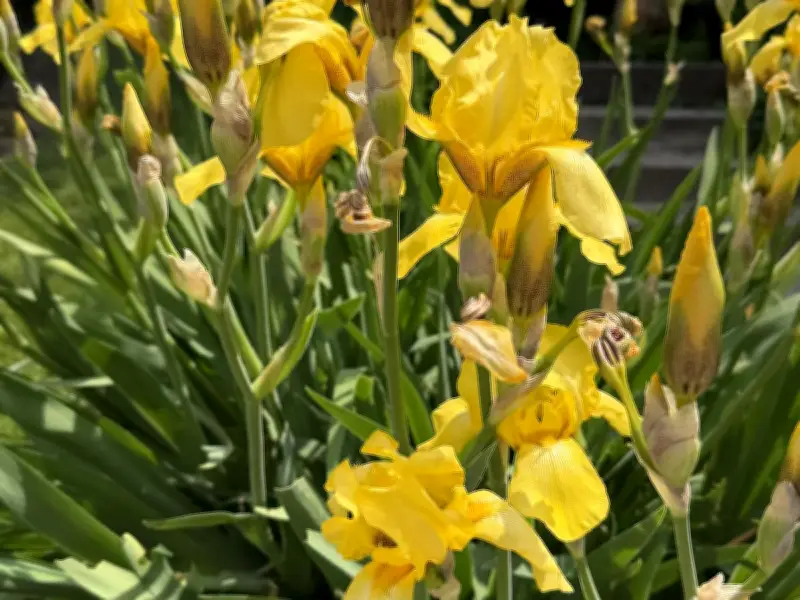 Irises: Rainbow Goddess Flowers Reach Heavenly Peak in June
