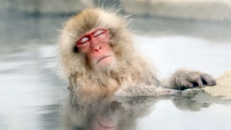 Japan Snow Monkey Park to Cap Visitors After Overcrowding Incidents