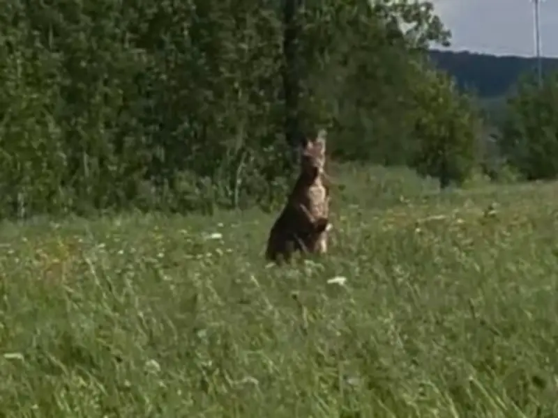 Kangaroo on the Loose in Montreal's South Shore: SPCA Responds