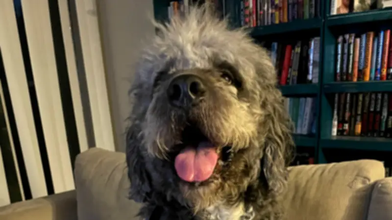 LAPD Releases Body Camera Footage of Fatal Dog Shooting During Wellness Check