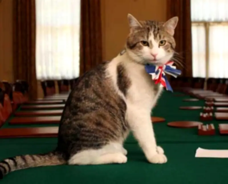 Larry the Cat Outlasts Sixth British PM at 10 Downing St.