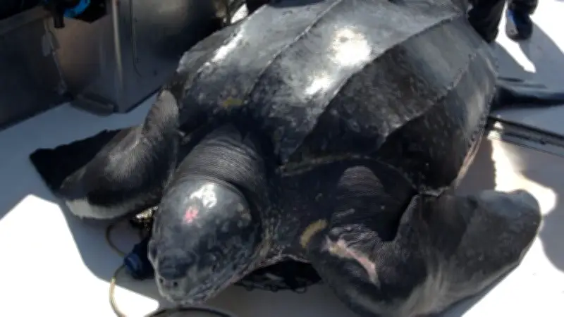 Leatherback Sea Turtles Tagged Off Nova Scotia Found Nesting Near Equator