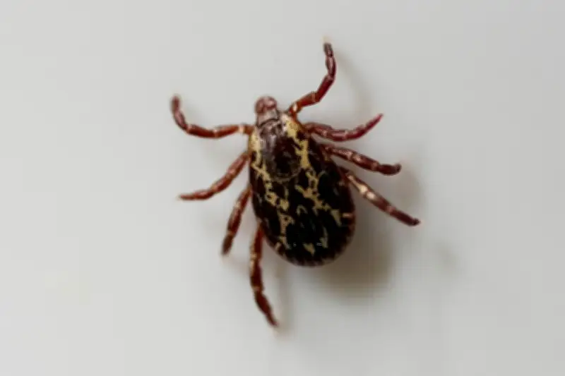 Lyme disease rising in Canada but underdiagnosed: tick protection tips