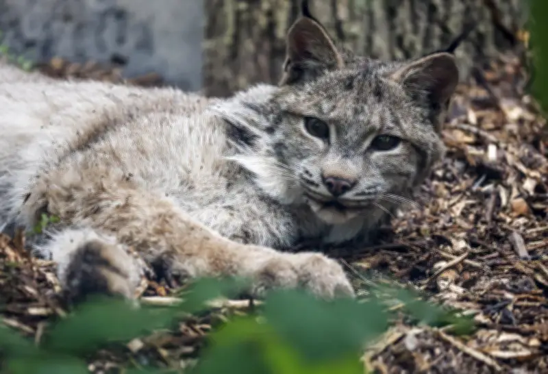 Manitoba Premier Welcomes Rescued Injured Lynx to New Zoo Home