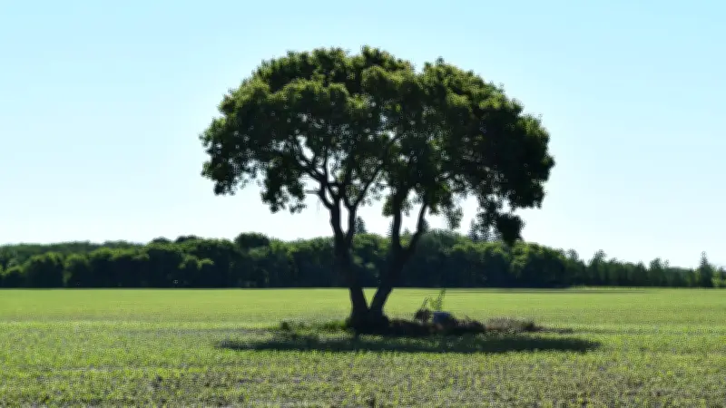 Manitoba's Early Mennonite Graves Fading into Farmland