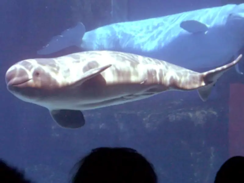 Marineland Beluga Whales to Be Relocated to US and Spain Under Federal Plan
