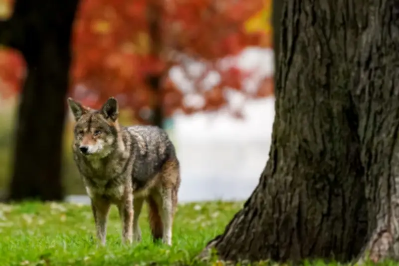Markham Residents Warned After 3 Coyote Incidents in Parks