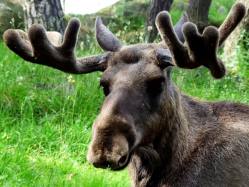 Metro Vancouver man fined nearly $7,000 for poaching a moose