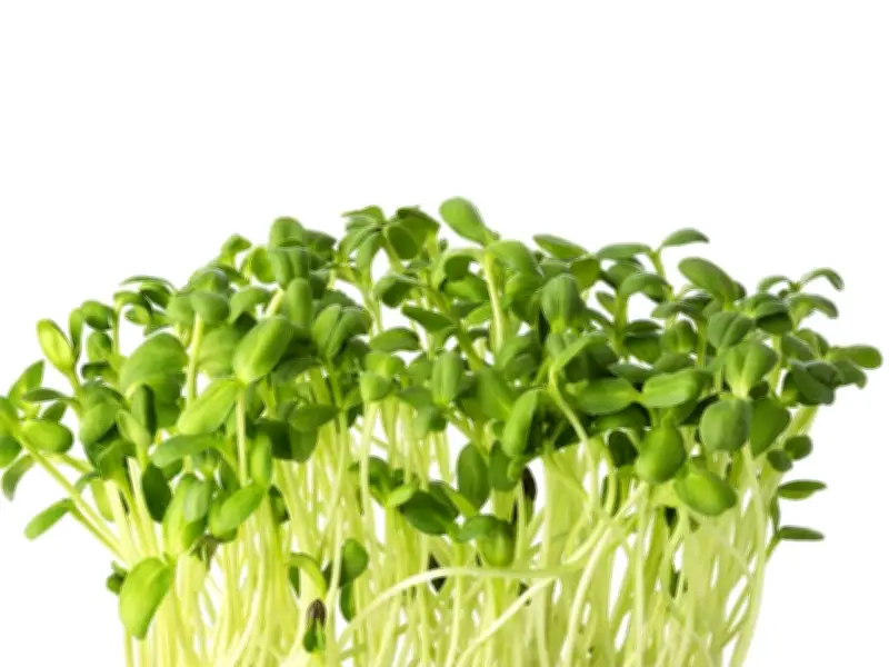 Microgreens: More Than a Garnish – Adding Flavor and Color to Dishes