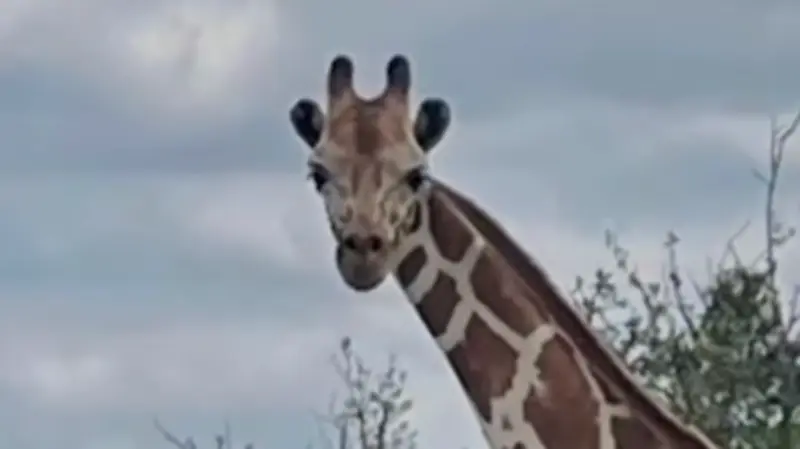 Missing Giraffe Gracie Eludes Searchers in Texas Hill Country