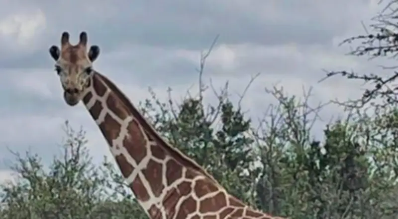 Missing Texas Giraffe Gracie Found Safe After Two-Week Ordeal