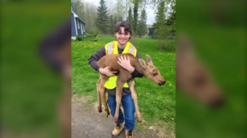 MNR Intern Saves Abandoned Moose Calf in Northern Ontario