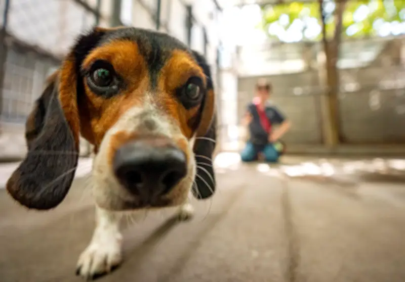 Montreal SPCA Sees Increase in Admissions Ahead of July 1 Moving Day