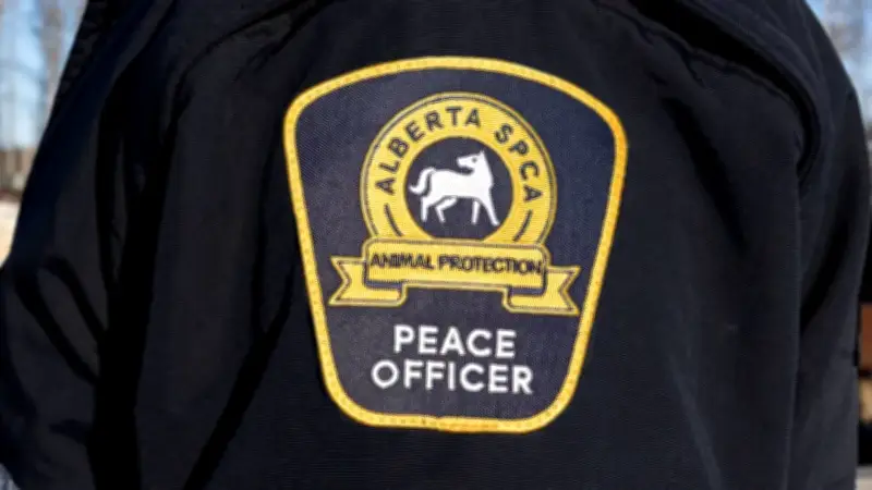 Mutilated Kitten Found Along Walking Path in Chestermere, Alberta