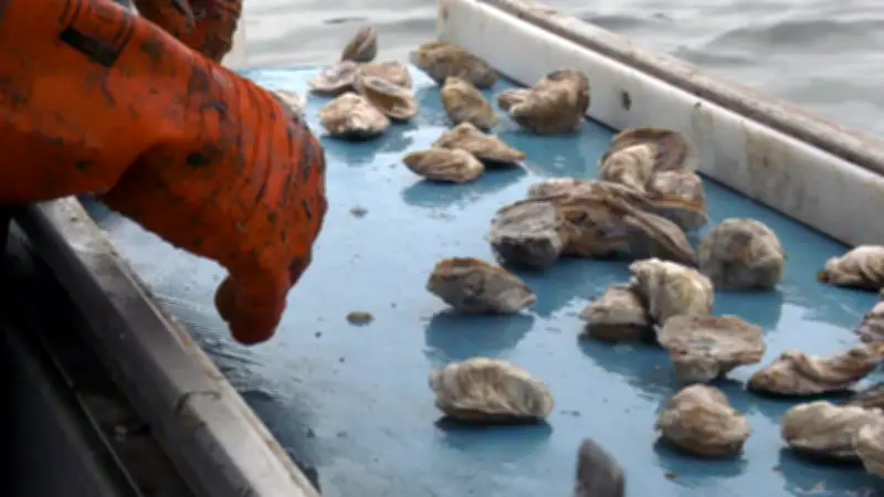 N.B. Oyster Industry Gets $4.6M to Fight MSX and Dermo Diseases