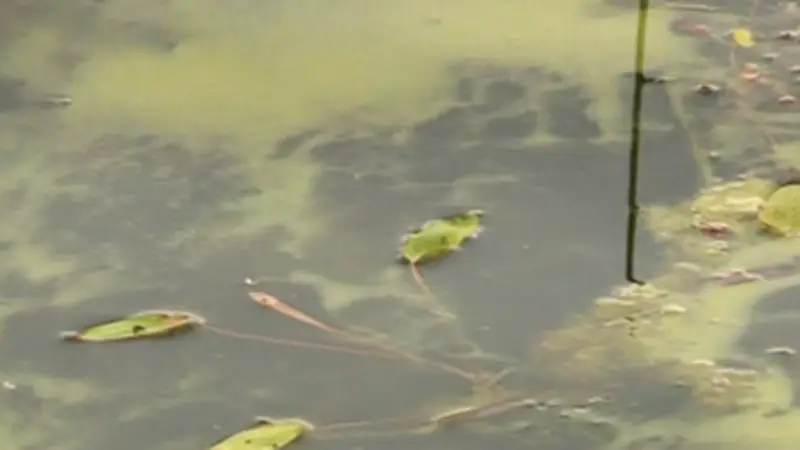 N.B. Warns of Blue-Green Algae Health Risks as Temperatures Rise