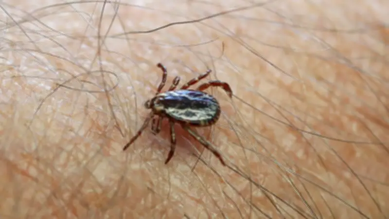 New Brunswick Blacklegged Tick Exposures Tripled in April, New Tracker Shows