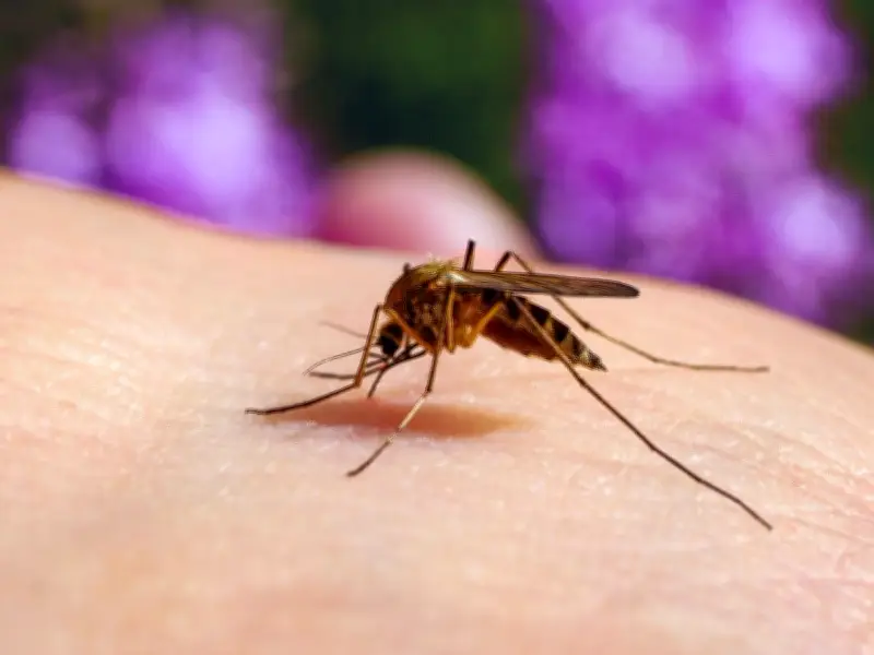 New Culex Pipiens Mosquito Arrives in Edmonton; Expert Tips to Protect Your Yard