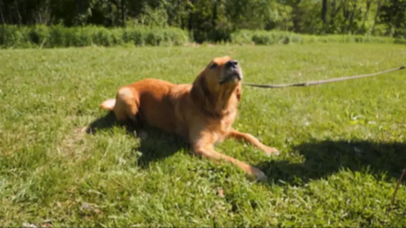 New Dog Park Opens in Embro, Ontario Behind Ball Diamond