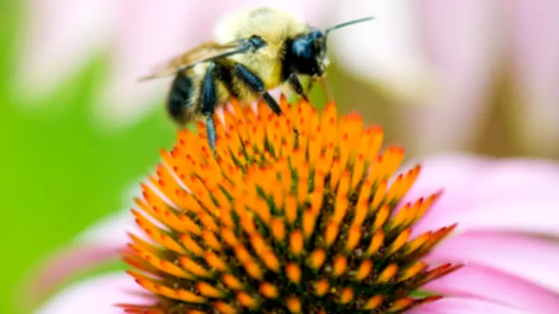 New Gardening Book Helps Maritimers Boost Backyard Ecosystems with Native Plants