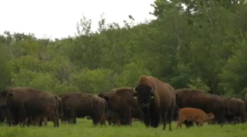 New Generation of Bison Arrives at Batoche, Reviving Indigenous Heritage